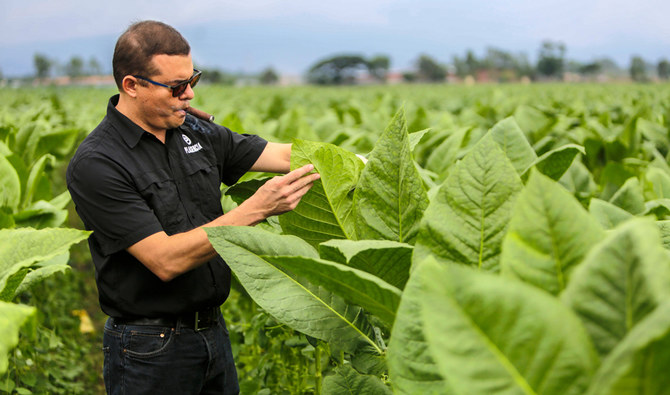Rows of tobacco plants growing in a field in Nicaragua, with volcanic mountains visible in the background under a cloudy sky